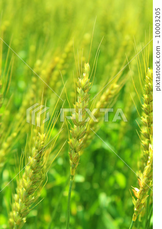 Wheat field 10003205
