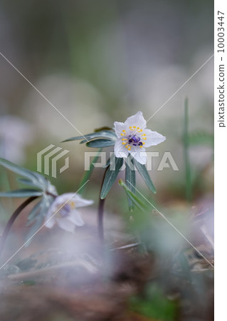 Setsubunsou 10003447