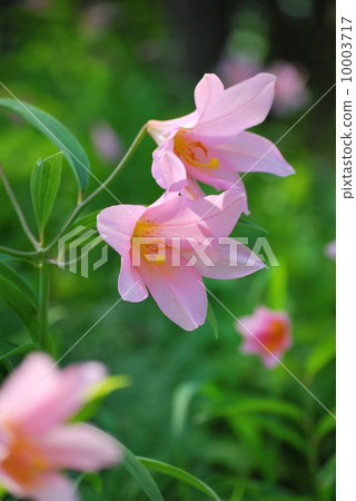 Sayuri Hime 10003717