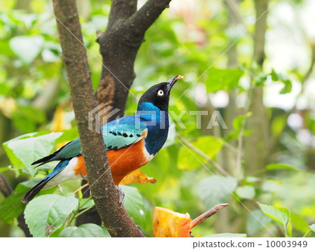 Shikino Watemlimuk 10003949