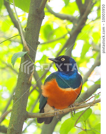 Shikino Watemlimuk 10003950