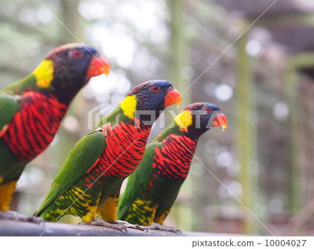 白臉鸚鵡 白臉鸚鵡 10004027