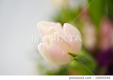 bloom, blossom, blossoms 10004046