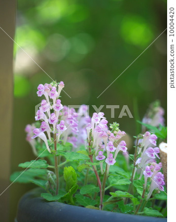 黃芩 黃芩 10004420