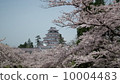 Aizuwakamatsu castle and cherry blossoms 10004483