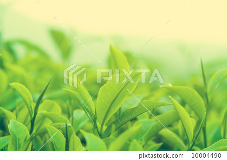 Tea leaves 10004490