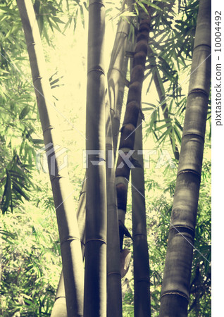 Bamboo forest 10004492