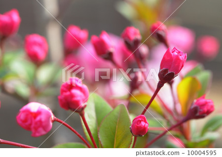 Buds of Hanakaido Buds of Hanakaido 10004595