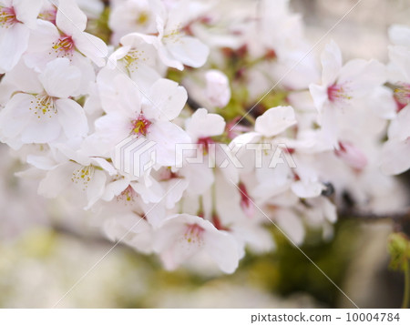 Cherry Blossoms Cherry Blossoms 10004784