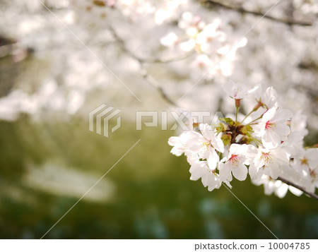 Cherry Blossoms Cherry Blossoms 10004785