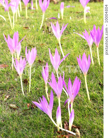 Pink Corticam (canine saffron) Pink Corticam (canine saffron) 10004804