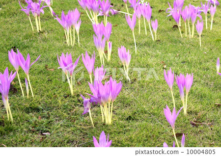 Pink Corticam (canine saffron) Pink Corticam (canine saffron) 10004805