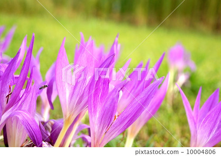 Pink Corticam (canine saffron) Pink Corticam (canine saffron) 10004806