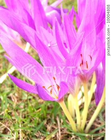 Pink Corticam (canine saffron) 10004808