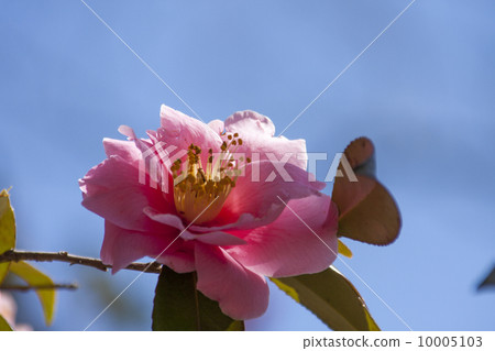 Pink camellia Pink camellia 10005103