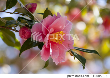 Pink camellia Pink camellia 10005105