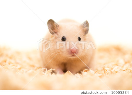 A kinka hamster standing on a wood chip A kinka hamster standing on a wood chip 10005284