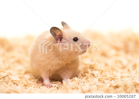 A kinka hamster standing on a wood chip A kinka hamster standing on a wood chip 10005287