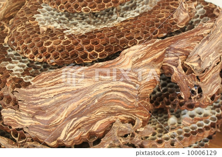 Wasp of the hornet Wasp of the hornet 10006129