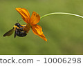 蜜蜂在花上 10006298
