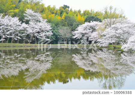 內山Eikyu寺廟的池塘和櫻花踪影 內山Eikyu寺廟的池塘和櫻花踪影 10006388