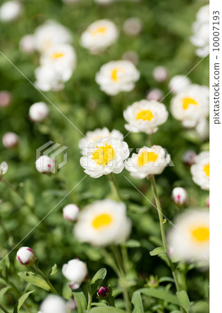 Helicursam(Hanakanzashi) Helicursam(Hanakanzashi) 10007193