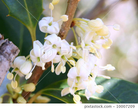 Holly flowers 10007209