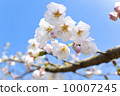 Cherry Blossom	 10007245
