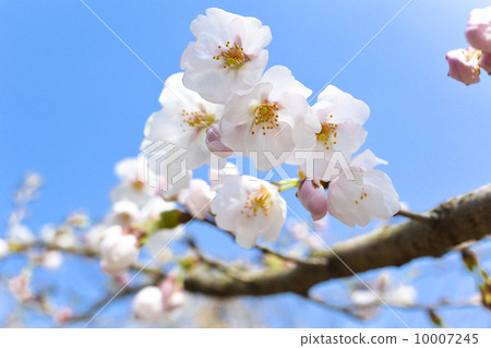 Cherry Blossom Cherry Blossom 10007245