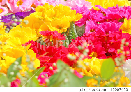 Flower, spring, nature, plant, green, up, colorful, pink, flower garden, flowerbed, flower, spring image, field flower, spring color, fresh planting, spring flower bed primula Julian Polyansa primae early spring bright early spring 10007430