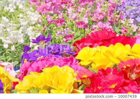 Flowers, spring, nature, plant, green, up, colorful, peach color, flower garden, gardening, gentle, gardening, flower bed, flower, spring image, field flower, spring color, fish planting, spring flower bed primula Julian Polyansa prince Nemesia gor 10007439