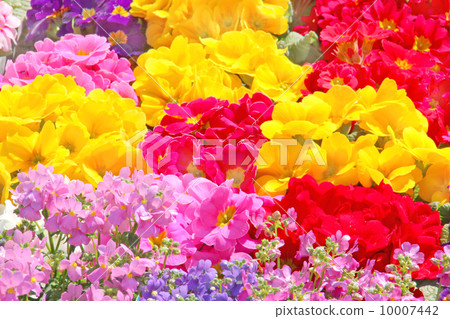 Flowers, spring, nature, plant, green, up, colorful, peach color, flower garden, gardening, gentle, gardening, flower bed, flower, spring image, field flowers, spring color, fish planting, spring flower bed primula Julian Polyansa prunus Flowers, spring, nature, plant, green, up, colorful, peach color, flower garden, gardening, gentle, gardening, flower bed, flower, spring image, field flowers, spring color, fish planting, spring flower bed primula Julian Polyansa prunus 10007442