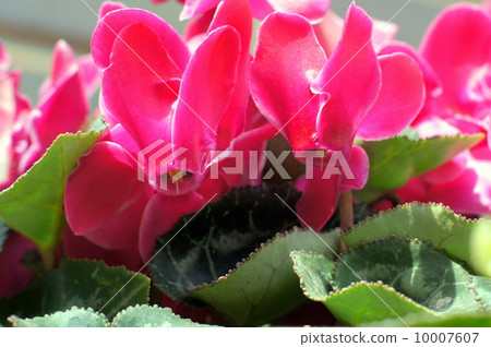 花園仙客來 花園仙客來 10007607