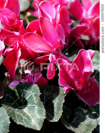 花園仙客來 10007609