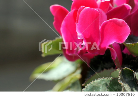 花園仙客來 花園仙客來 10007610