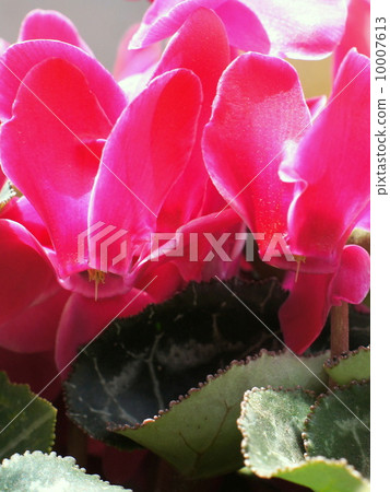 花園仙客來 10007613