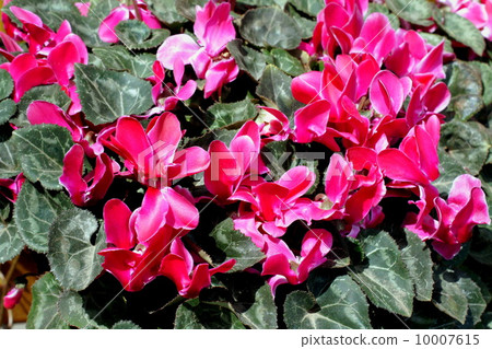 花園仙客來 花園仙客來 10007615