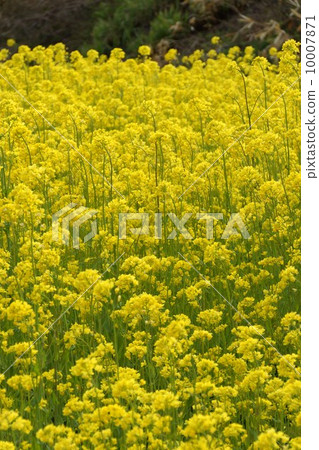 Nayama Rape Flower Festival 10007871