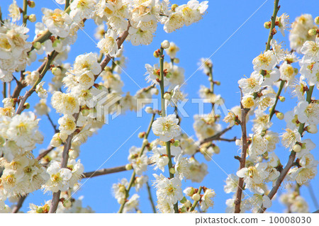 花，梅花，早春，春天，白梅花背景，景觀，植物，可愛，天空，藍藍的天空，樹，陽光燦爛，向上，盛開，分支機構，背景，生動，芽，晴朗的天空，盛開，溫暖，早春，玫瑰家庭月亮，梅花，竹林，梅花園，最佳時間，二月花瓣 10008030
