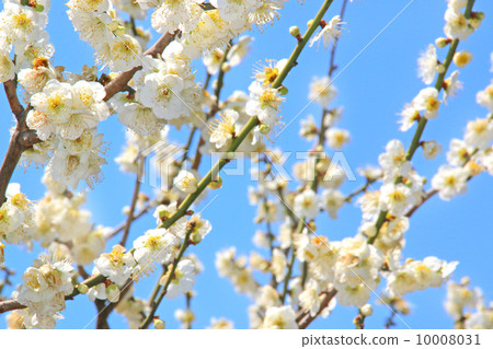 花,梅花,早春,春天,白梅花背景,景觀,植物,可愛,天空,藍藍的天空,樹,陽光燦爛,向上,盛開,分支機構,背景,生動,芽,晴朗的天空,盛開,溫暖,早春,玫瑰家庭月亮,梅花,竹林,梅花園,最佳時間,二月花瓣 花,梅花,早春,春天,白梅花背景,景觀,植物,可愛,天空,藍藍的天空,樹,陽光燦爛,向上,盛開,分支機構,背景,生動,芽,晴朗的天空,盛開,溫暖,早春,玫瑰家庭月亮,梅花,竹林,梅花園,最佳時間,二月花瓣 10008031