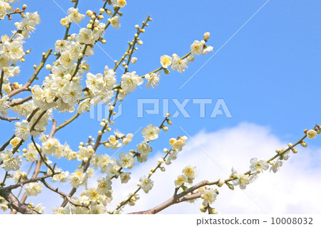 花，梅花，早春，春天，白梅花背景，景觀，植物，可愛，天空，藍藍的天空，樹，陽光燦爛，向上，盛開，分支機構，背景，生動，芽，晴朗的天空，盛開，溫暖，早春，玫瑰家庭月亮，梅花，竹林，梅花園，最佳時間，二月花瓣 10008032