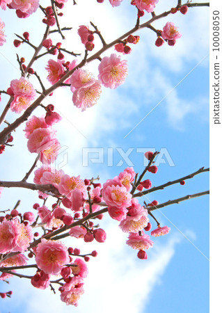 花 梅花 早春 春天 紅梅花背景 景觀 植物 可愛 天空 藍藍的天空 樹 陽光 向上 桃花顏色 照片素材 圖片 圖庫