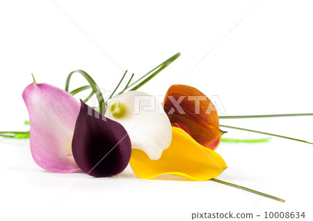 Five beautiful calla flowers 10008634