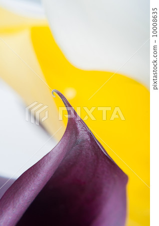 Macro shot of two callas 10008635