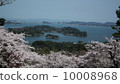 Cherry blossoms in Matsushima 10008968