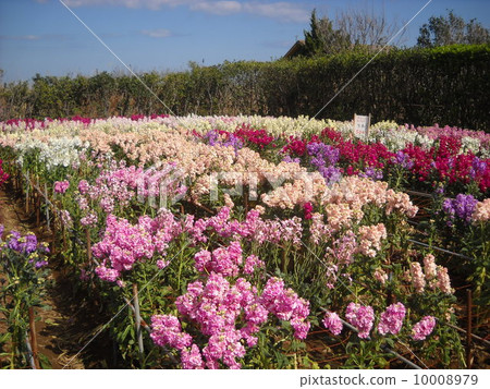 Boso Chikura的花田 10008979