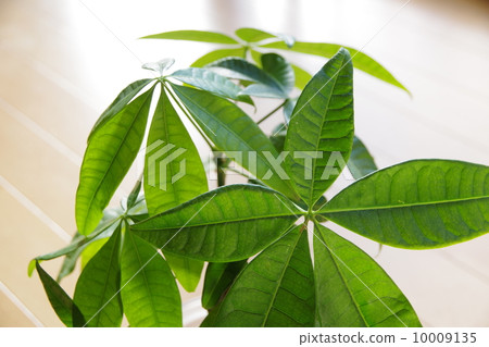 Pakira離開 10009135