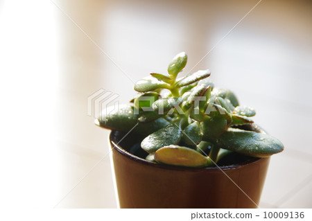 一棵金樹 10009136