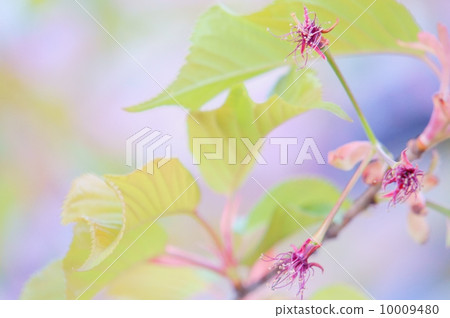 櫻花 10009480