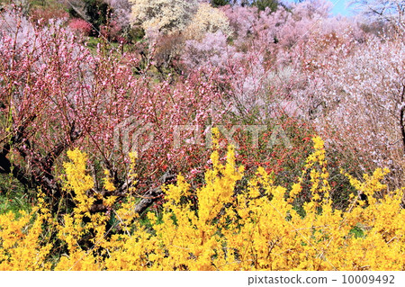 Hanamiyama mountain in spring Hanamiyama mountain in spring 10009492